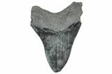 Serrated, Fossil Megalodon Tooth - South Carolina #306284-1
